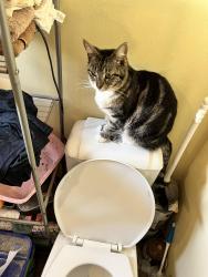 Lost Female Cat last seen Olivehurst little league, Olivehurst, CA 95961