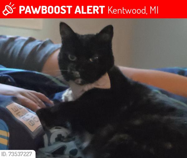 Lost Female Cat last seen Curwood, and poinsietta are nearby neighborhoods, Kentwood, MI 49508