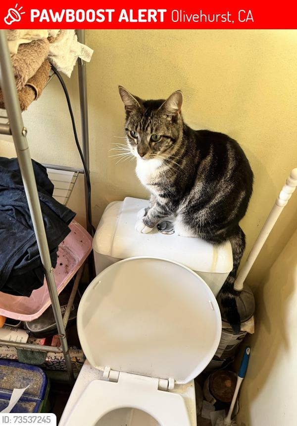 Lost Female Cat last seen Olivehurst little league, Olivehurst, CA 95961