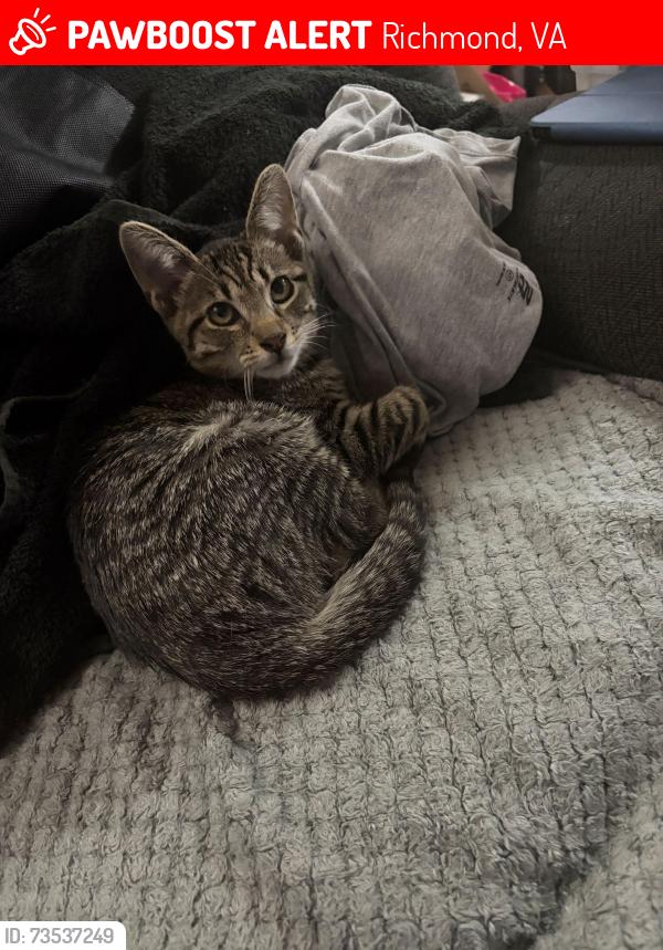 Lost Male Cat last seen Norton St, Richmond, VA 23220