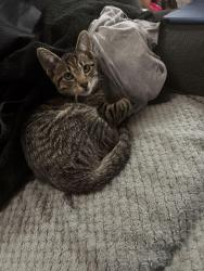 Lost Male Cat last seen Norton St, Richmond, VA 23220