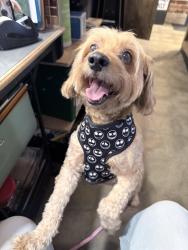 Reunited Female Dog last seen Clinton / Maroa, Fresno, CA 93704