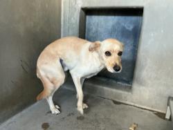 Shelter Stray Male Dog last seen 40TH AND KENDALL, 333 Chandler Pl, San Bernardino, CA 92408, USA