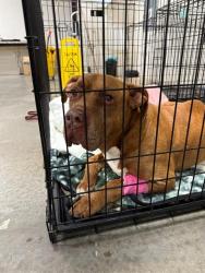 Shelter Stray Male Dog last seen , 4704 Corporation Dr, Fayetteville, NC 28306, USA