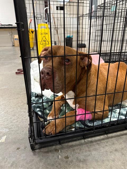 Shelter Stray Male Dog last seen , 4704 Corporation Dr, Fayetteville, NC 28306, USA