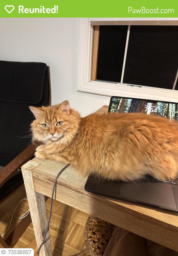 Reunited Female Cat last seen Henderson Street, Athens, GA 30605
