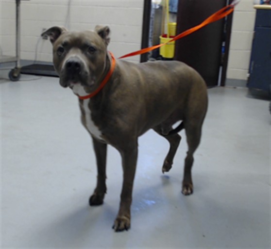 Shelter Stray Male Dog last seen Near BLOCK REGENCY DR, FAYETTEVILLE NC 28314, 4704 Corporation Dr, Fayetteville, NC 28306, USA