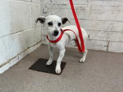 Shelter Stray Female Dog last seen WASHINGTON & ORANGE SHOW, 333 Chandler Pl, San Bernardino, CA 92408, USA