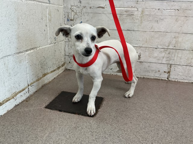Shelter Stray Female Dog last seen WASHINGTON & ORANGE SHOW, 333 Chandler Pl, San Bernardino, CA 92408, USA