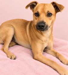 Shelter Stray Male Dog last seen RALF HOMESTEAD SPEEDWAY, 3599 NW 79th Ave, Doral, FL 33122, USA