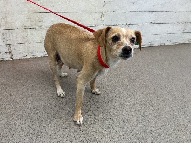 Shelter Stray Female Dog last seen WASHINGTON & ORANGE SHOW, 333 Chandler Pl, San Bernardino, CA 92408, USA