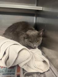 Shelter Stray Female Cat last seen , 14409 Vanowen St, Van Nuys, CA 91405, USA