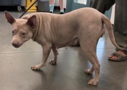 Shelter Stray Female Dog last seen , West Valley Animal Shelter, 20655 Plummer St, Chatsworth, CA 91311, USA