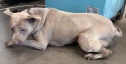 Shelter Stray Female Dog last seen , West Valley Animal Shelter, 20655 Plummer St, Chatsworth, CA 91311, USA
