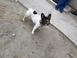 Shelter Stray Male Dog last seen Near BLOCK AVE 322, VISALIA, CA, Visalia, CA 93292, USA