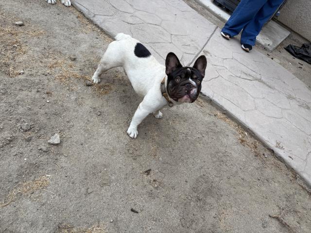 Shelter Stray Male Dog last seen Near BLOCK AVE 322, VISALIA, CA, Visalia, CA 93292, USA