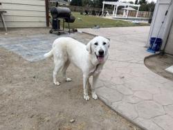 Shelter Stray Female Dog last seen Near BLOCK AVE 322, VISALIA, CA, Visalia, CA 93292, USA