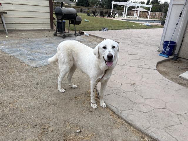 Shelter Stray Female Dog last seen Near BLOCK AVE 322, VISALIA, CA, Visalia, CA 93292, USA
