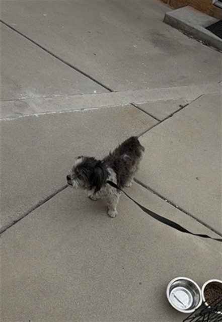 Shelter Stray Male Dog last seen Near BLK DELTA AVE, LB 90810, 7700 E Spring St, Long Beach, CA 90815, USA