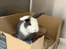 Shelter Stray Male Other last seen , 3201 Lacy St, Los Angeles, CA 90031, USA
