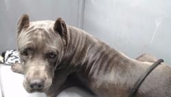 Shelter Stray Female Dog last seen , 11258 Garfield Ave, Downey, CA 90242, USA