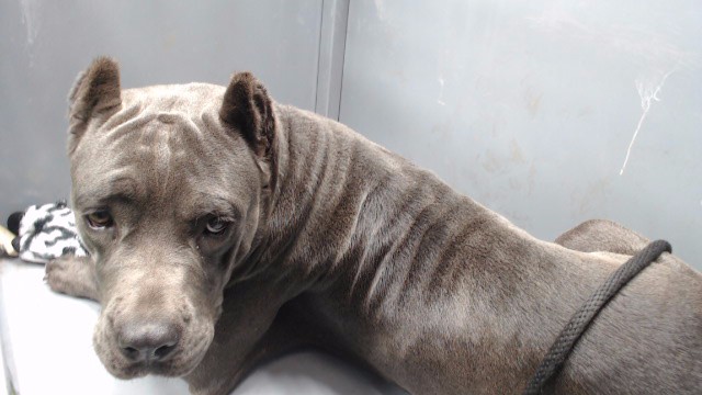 Shelter Stray Female Dog last seen , 11258 Garfield Ave, Downey, CA 90242, USA