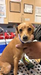 Shelter Stray Female Dog last seen Near BLOCK E LA CADENA DR, RIVERSIDE, CA, 6851 Van Buren Boulevard, Jurupa Valley, CA 92509, USA
