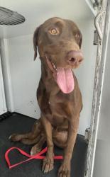 Shelter Stray Male Dog last seen Near BLOCK LINDSAY ST, JURUPA VALLEY, CA, 6851 Van Buren Boulevard, Jurupa Valley, CA 92509, USA