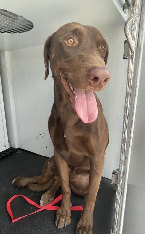 Shelter Stray Male Dog last seen Near BLOCK LINDSAY ST, JURUPA VALLEY, CA, 6851 Van Buren Boulevard, Jurupa Valley, CA 92509, USA