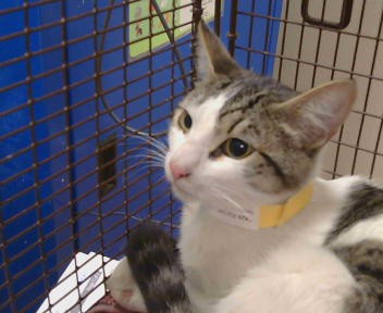 Shelter Stray Female Cat last seen , 3839 Bradshaw Rd, Sacramento, CA 95827, USA