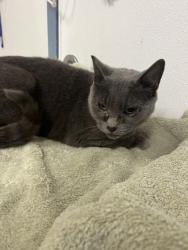 Shelter Stray Female Cat last seen JAPANESE GARDEN, 16 Barnes Ct, Hayward, CA 94544, USA