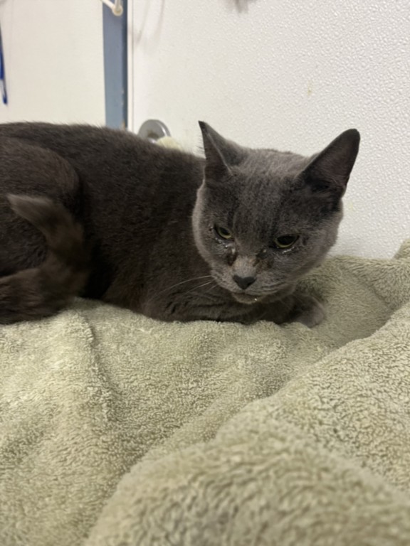 Shelter Stray Female Cat last seen JAPANESE GARDEN, 16 Barnes Ct, Hayward, CA 94544, USA
