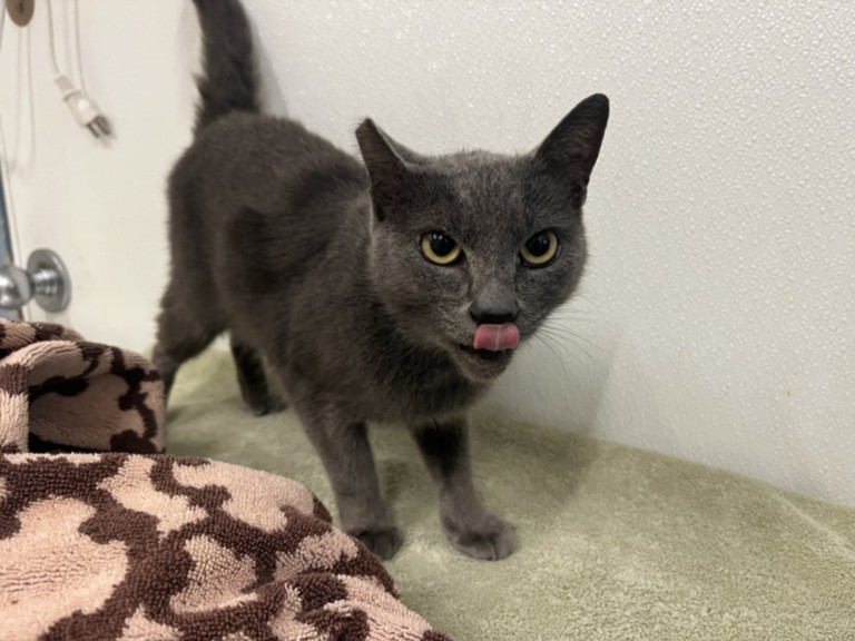 Shelter Removed Male Cat last seen JAPANESE GARDEN, 16 Barnes Ct, Hayward, CA 94544, USA