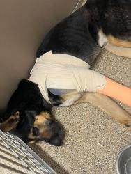Shelter Stray Male Dog last seen Near BLOCK BLUMENSHINE, 3001 2nd St SW, Albuquerque, NM 87105, USA