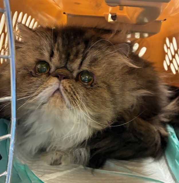 Shelter Stray Male Cat last seen Near BLOCK WILLIAMS ST, 12155 Park Blvd, Brighton, CO 80601, USA