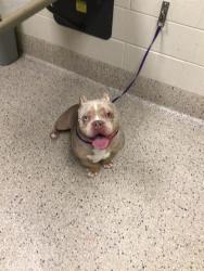Shelter Stray Male Dog last seen Near BLOCK DEMOTT AVE, 12155 Park Blvd, Brighton, CO 80601, USA