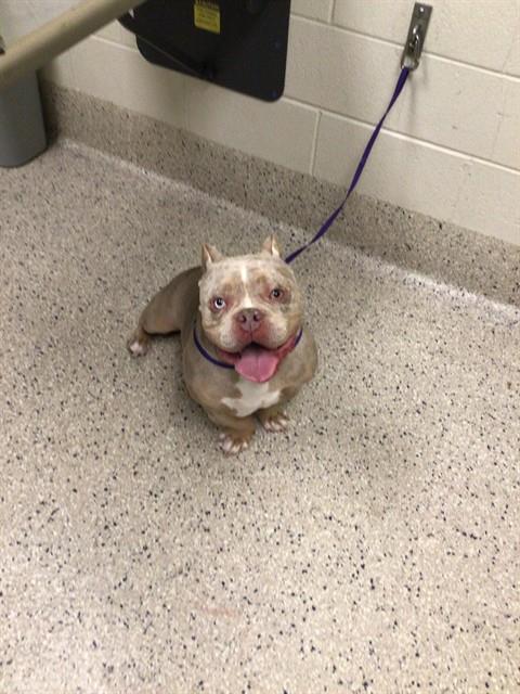 Shelter Stray Male Dog last seen Near BLOCK DEMOTT AVE, 12155 Park Blvd, Brighton, CO 80601, USA