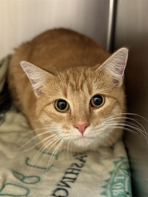 Shelter Stray Male Cat last seen Near BLOCK S 2910 W, WEST VALLEY CITY UT 84119, 4522 W 3500 S, West Valley City, UT 84120, USA