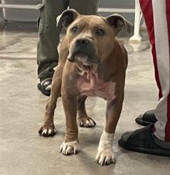 Shelter Stray Male Dog last seen 67TH AVE & 68TH AVE, 2127 Front St, Sacramento, CA 95818, USA