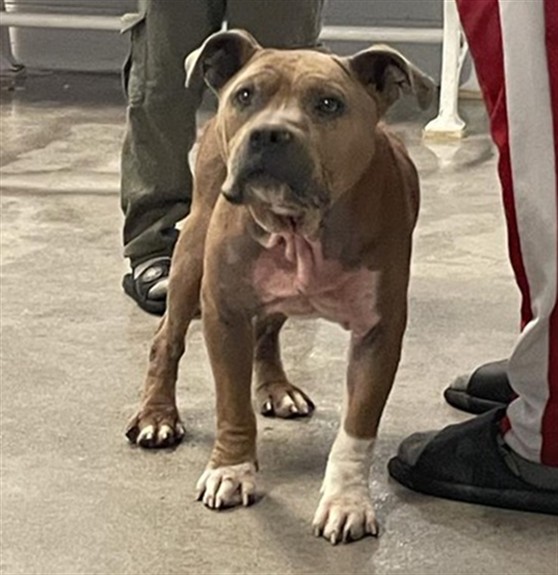Shelter Stray Male Dog last seen 67TH AVE & 68TH AVE, 2127 Front St, Sacramento, CA 95818, USA