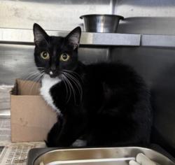 Shelter Stray Female Cat last seen , 1850 W 60th St, Los Angeles, CA 90047, USA