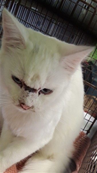 Shelter Stray Female Cat last seen , 1850 W 60th St, Los Angeles, CA 90047, USA