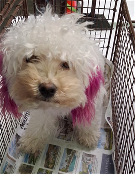 Shelter Stray Female Dog last seen , 1850 W 60th St, Los Angeles, CA 90047, USA