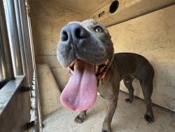 Shelter Stray Male Dog last seen Near BLOCK N WESTERN AVE, OKLAHOMA CITY OK 73114, 2811 SE 29th St, Oklahoma City, OK 73129, USA