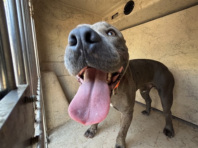 Shelter Stray Male Dog last seen Near BLOCK N WESTERN AVE, OKLAHOMA CITY OK 73114, 2811 SE 29th St, Oklahoma City, OK 73129, USA