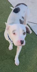 Shelter Stray Male Dog last seen Near BLOCK SW 42ND AVE, CORAL GABLES, FL 33134, 2400 SW 42nd St, Fort Lauderdale, FL 33312, USA