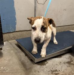 Shelter Stray Male Dog last seen , 600 Aviation Dr, Camarillo, CA 93010, USA