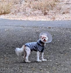 Found/Stray Unknown Dog last seen Joaquin Miller Rd, Oakland, CA 94602