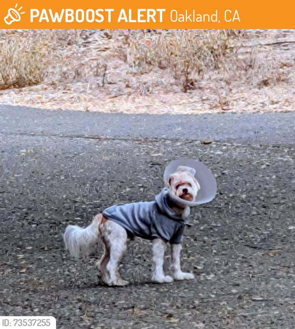 Found/Stray Unknown Dog last seen Joaquin Miller Rd, Oakland, CA 94602