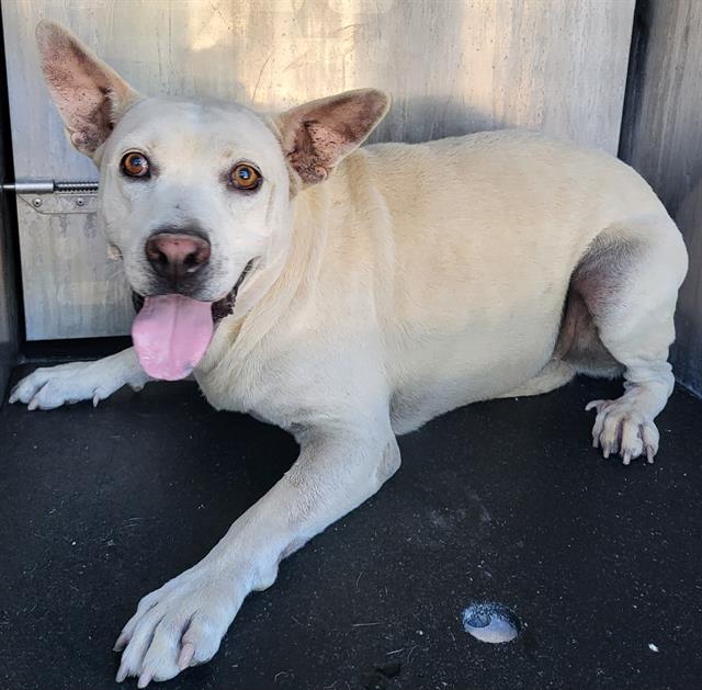 Shelter Stray Male Dog last seen TIMBERCREEK AND PALMGROVE, 4710 TX-151, San Antonio, TX 78227, USA
